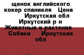 щенок английского кокер спаниеля › Цена ­ 4 000 - Иркутская обл., Иркутский р-н Животные и растения » Собаки   . Иркутская обл.